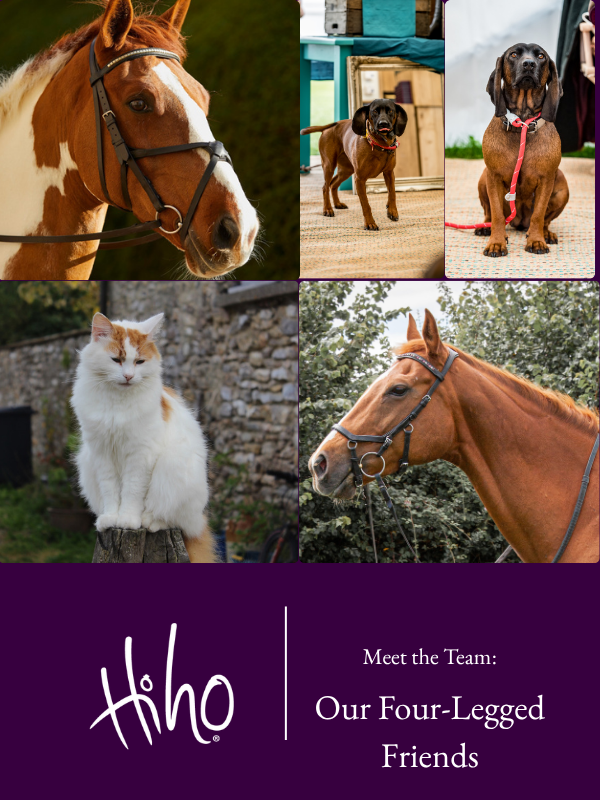 Meet the Team: The Four-Legged Ones!