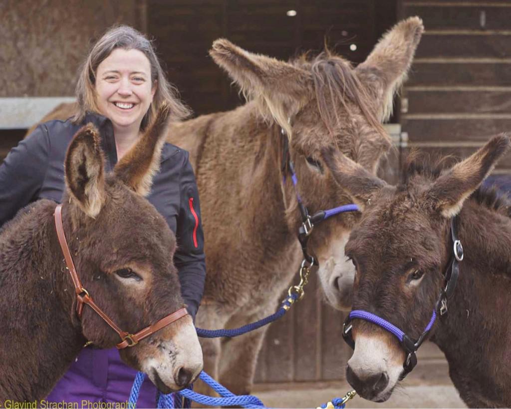 All About Amanda - 3 Donkeys