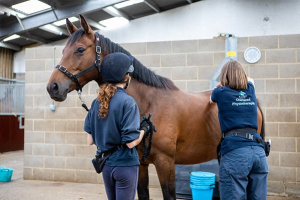 All About World Horse Welfare